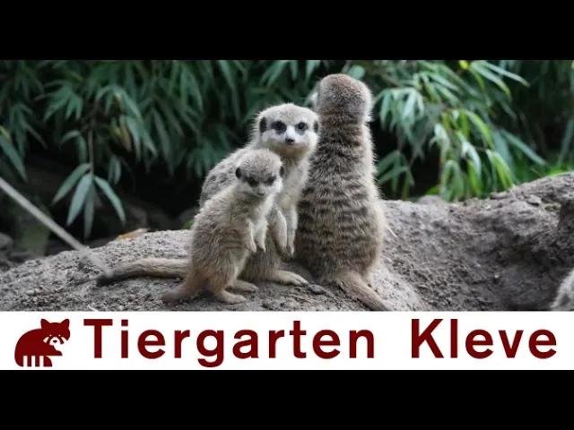 Vorschaubild: Zoo Kleve
